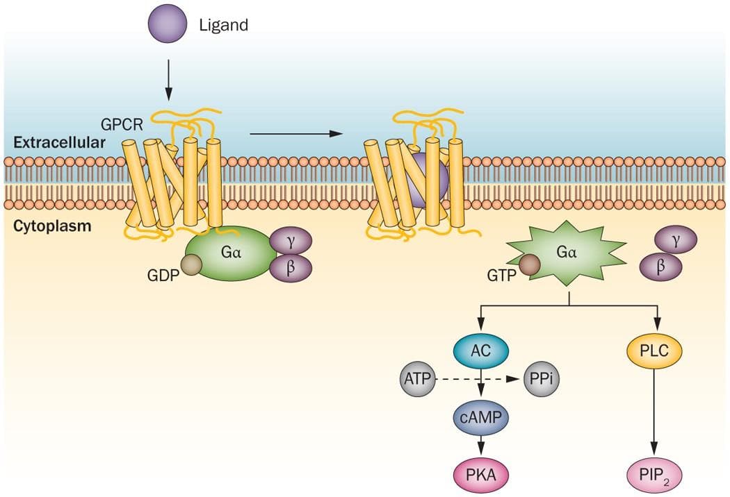 Retatrutide Research: Investigating Triple Hormone Receptor Activation
