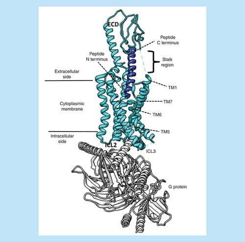 Semaglutide Research: Exploring GLP-1 Receptor Activation in Metabolic Science